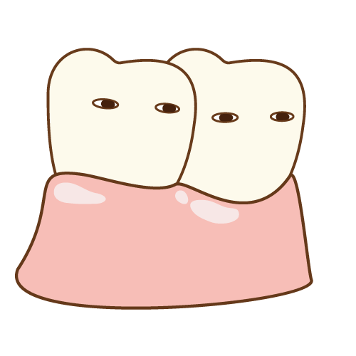 歯並びのよい歯